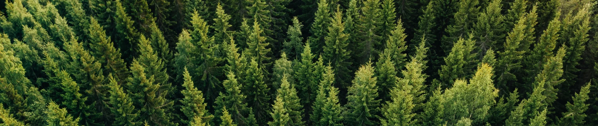 forest.jpg